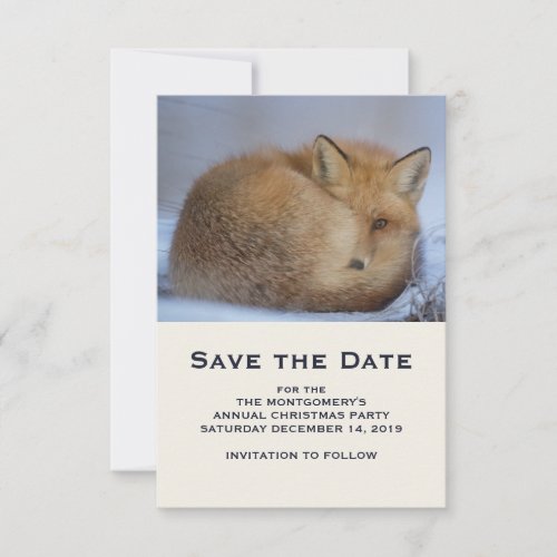Cute Little Fox Curled Up Winter Photo Save The Date