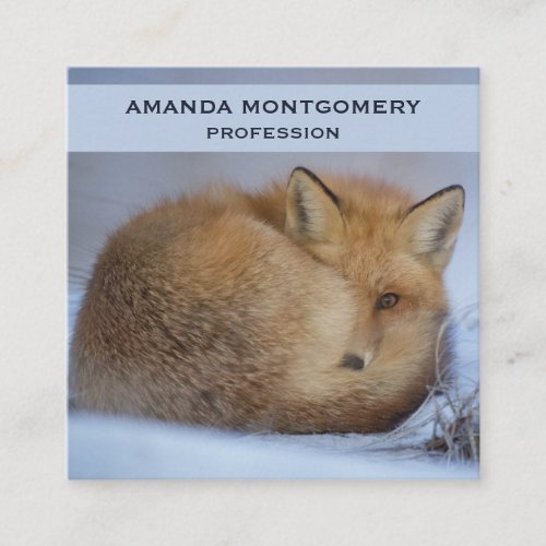 Cute Little Fox Curled Up Winter Photo Square Business Card