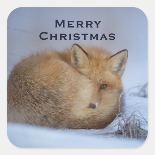 Cute Little Fox Curled Up Winter Photo Square Sticker