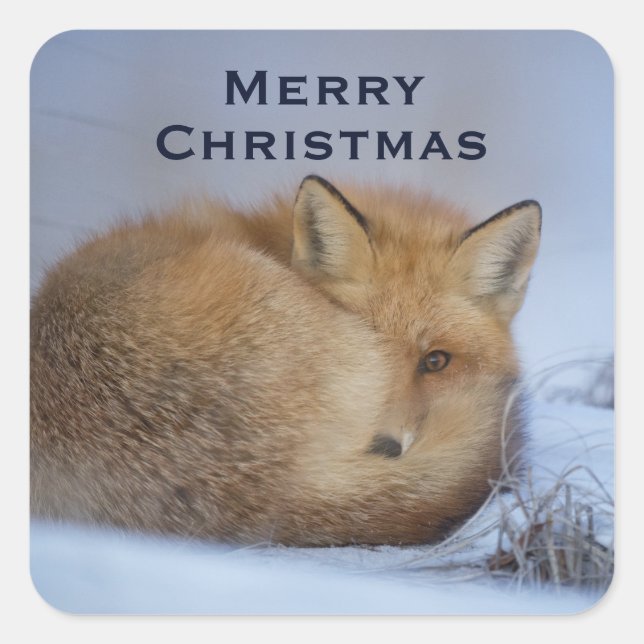 Cute Little Fox Curled Up Winter Photo Square Sticker (Front)