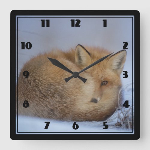Cute Little Fox Curled Up Winter Photo Square Wall Clock