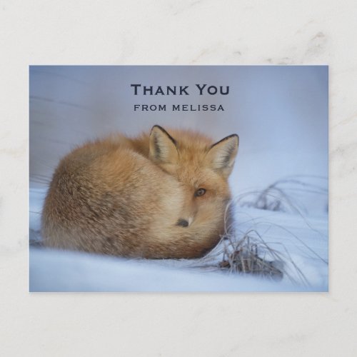 Cute Little Fox Curled Up Winter Photo Thank You Postcard