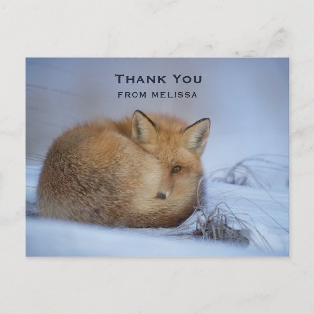 Cute Little Fox Curled Up Winter Photo Thank You Postcard (Front)
