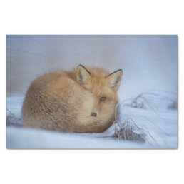 Cute Little Fox Curled Up Winter Photo Tissue Paper
