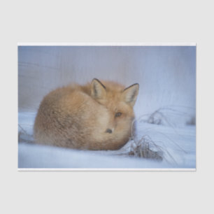 Cute Little Fox Curled Up Winter Photo Tissue Paper