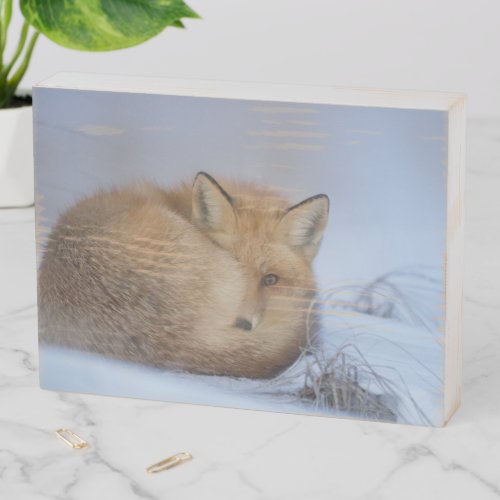 Cute Little Fox Curled Up Winter Photo Wooden Box Sign