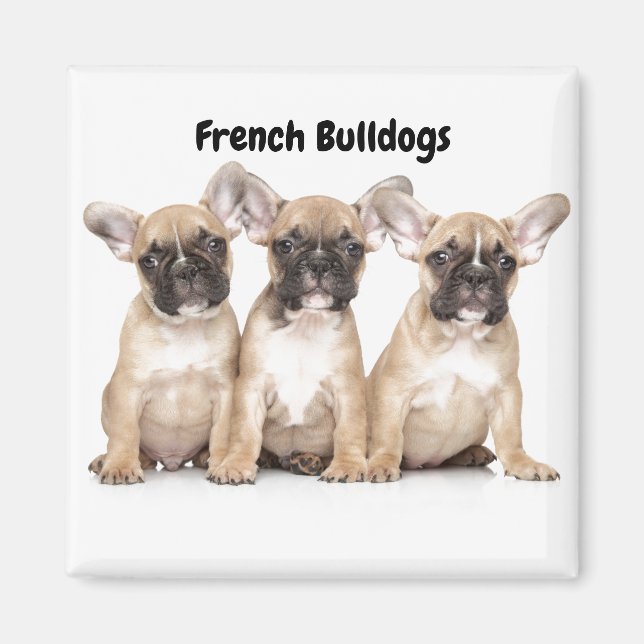 Cute little French Bulldogs Magnet (Front)