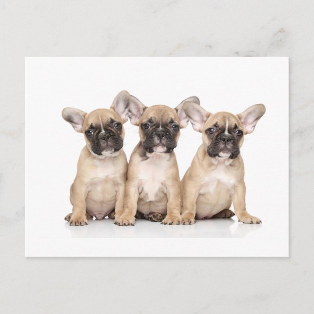 Cute little french Bulldogs Postcard (Front)