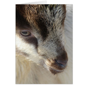 Cute Little Goat Cards