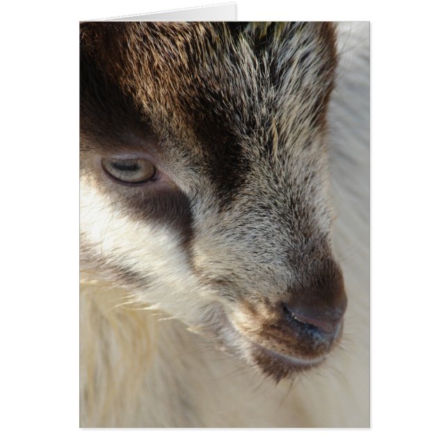 Cute Little Goat Cards (Front)