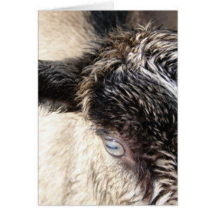 Cute Little Goat Cards