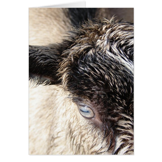 Cute Little Goat Cards (Front)