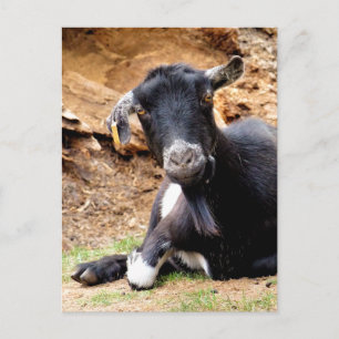 CUTE LITTLE GOAT POSTCARD
