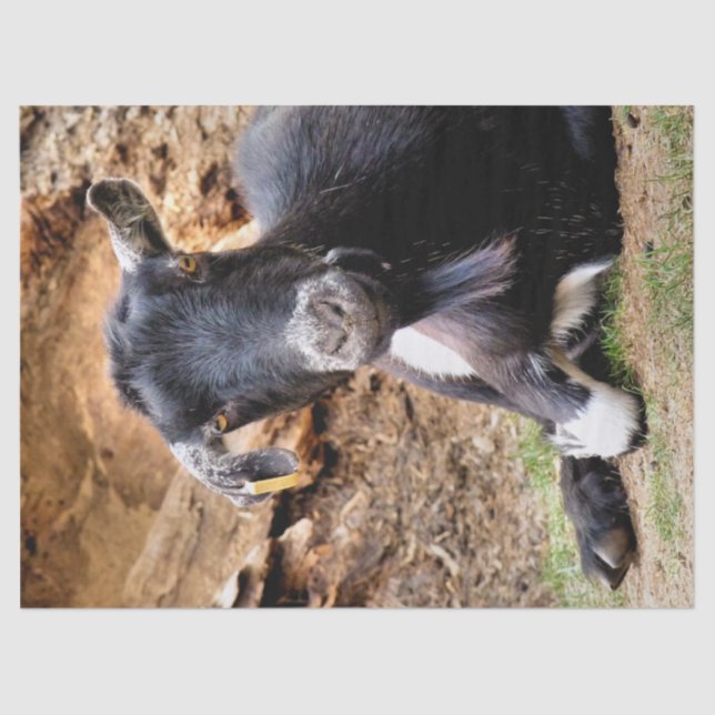 CUTE LITTLE GOAT TISSUE PAPER (Front)