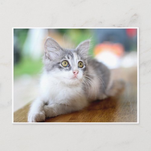 Cute Little Gray and White Kitten Postcard