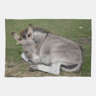 Cute Little Gray Donkey Baby Foal Laying Down Kitchen Towel