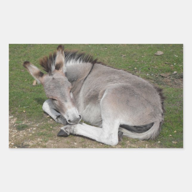 Cute Little Gray Donkey Baby Foal Laying Down Rectangular Sticker (Front)