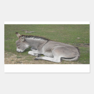 Cute Little Gray Donkey Baby Foal Sleeping Rectangular Sticker