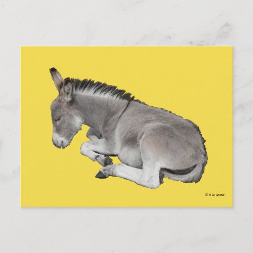 Cute Little Grey Donkey Baby Foal Laying Down Postcard