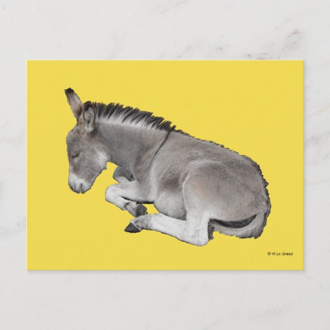 Cute Little Grey Donkey Baby Foal Laying Down Postcard (Front)
