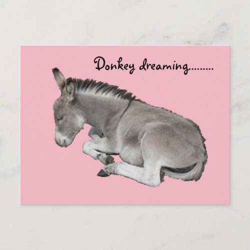 Cute Little Grey Donkey Baby Foal Sleeping Postcard
