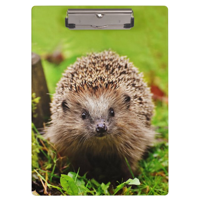 Cute Little Hedgehog in the Forest Clipboard (Front)