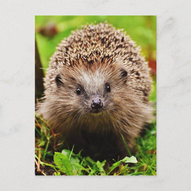 Cute Little Hedgehog in the Forest Postcard (Front)