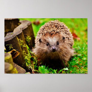 Cute Little Hedgehog in the Forest Poster