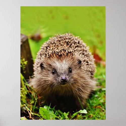 Cute Little Hedgehog in the Forest Poster