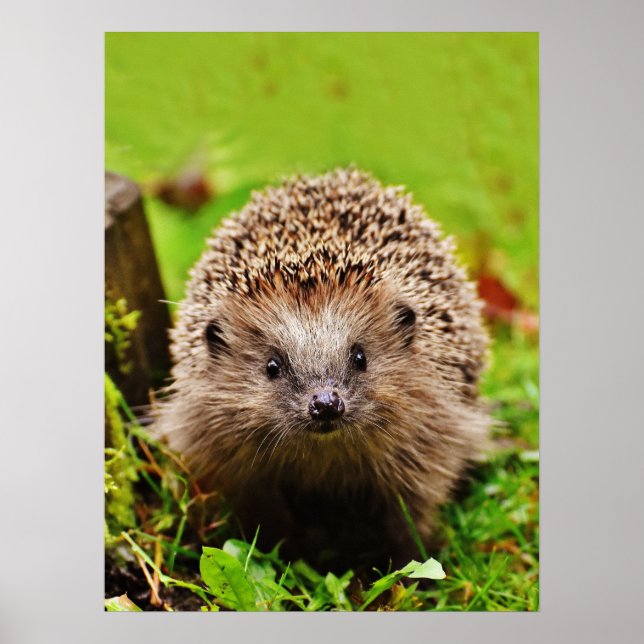 Cute Little Hedgehog in the Forest Poster (Front)