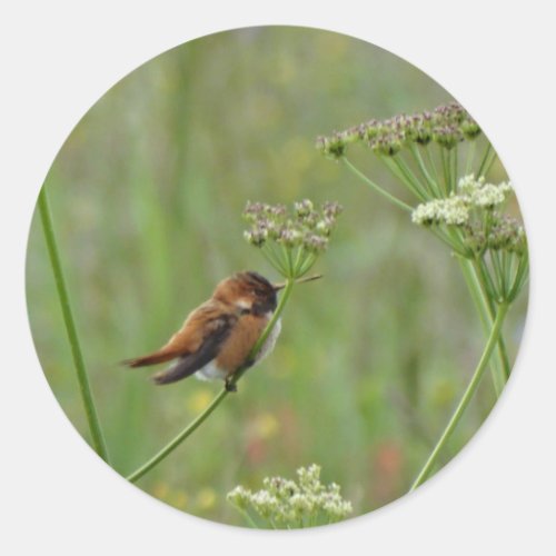 Cute little Hummingbird Classic Round Sticker