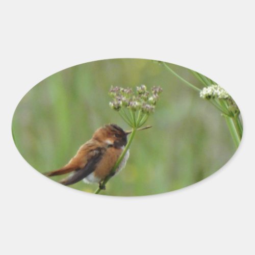 Cute little Hummingbird Oval Sticker
