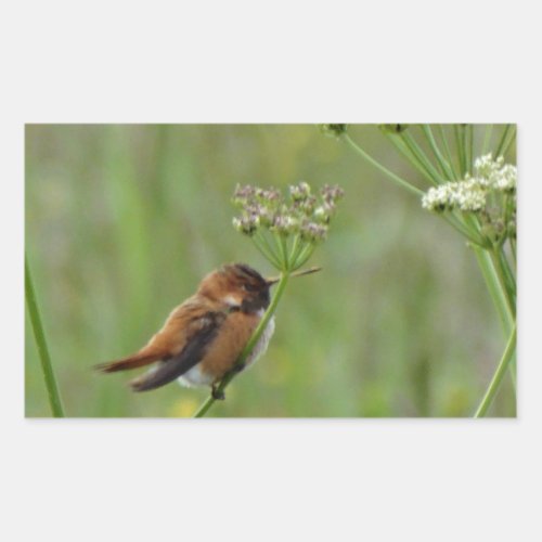 Cute little Hummingbird Rectangular Sticker