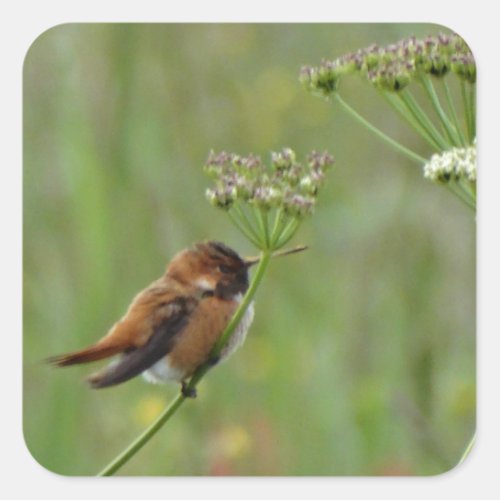 Cute little Hummingbird Square Sticker