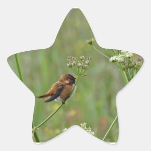 Cute little Hummingbird Star Sticker