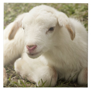 Cute little kid ceramic tile