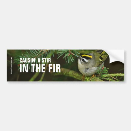 Cute Little Kinglet Causes a Stir in the Fir Bumper Sticker