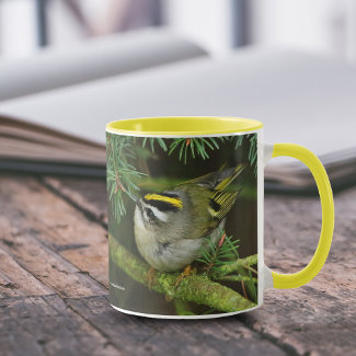 Cute Little Kinglet Causes a Stir in the Fir