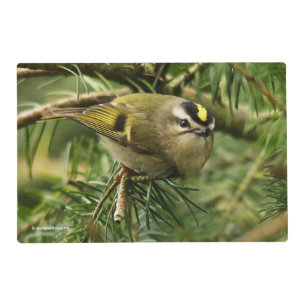 Cute Little Kinglet Causes a Stir in the Fir Placemat