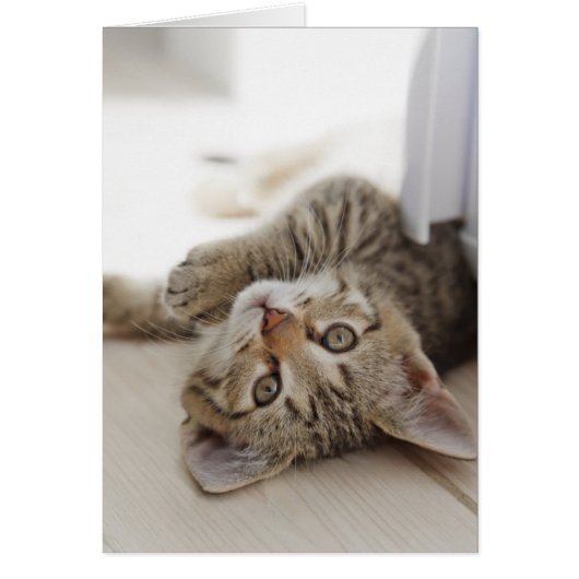 Cute Little Kitten Cards (Front)