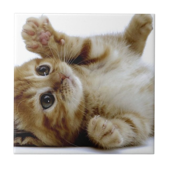 cute little kitten cat pet ginger tabby ceramic tile (Front)