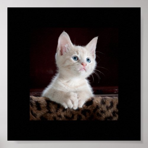 Cute little kitten looking up poster