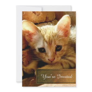 Cute Little Kitten Party Invitation