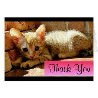 Cute Kitten Thank You Gifts On Zazzle