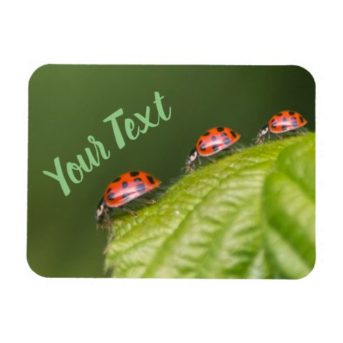 Cute little ladybug grants good luck and fortune magnet