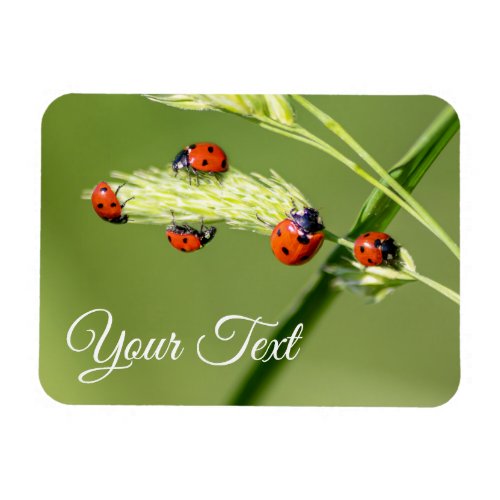 Cute little ladybugs grant good luck and fortune magnet