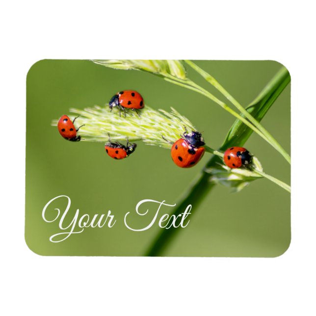 Cute little ladybugs grant good luck and fortune! magnet (Horizontal)