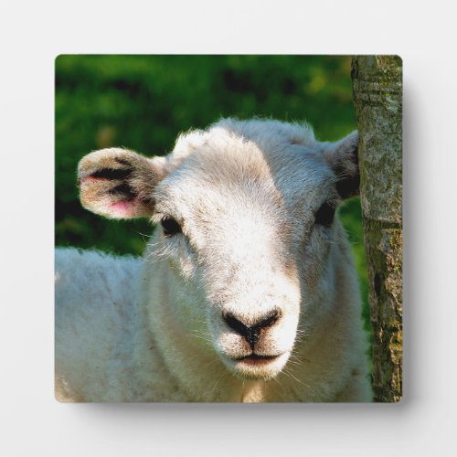 CUTE LITTLE LAMB PLAQUE