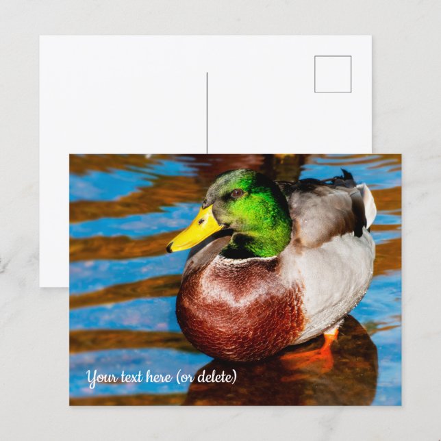 Cute Little Mallard Duck Postcard (Front/Back)