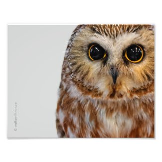 Cute Little Northern Saw Whet Owl Postcard